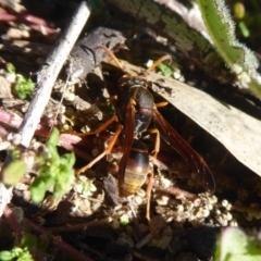 Polistes (Polistella) humilis (Common Paper Wasp) at Cotter Reserve - 11 May 2019 by Christine
