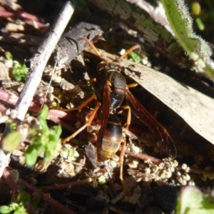 Polistes (Polistella) humilis at Stromlo, ACT - 11 May 2019 10:19 AM