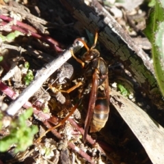 Polistes (Polistella) humilis at Stromlo, ACT - 11 May 2019 10:19 AM