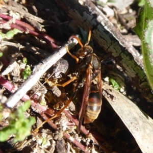 Polistes (Polistella) humilis at Stromlo, ACT - 11 May 2019 10:19 AM