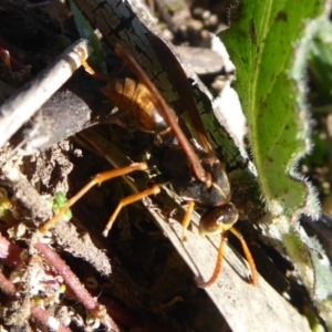 Polistes (Polistella) humilis at Stromlo, ACT - 11 May 2019 10:19 AM