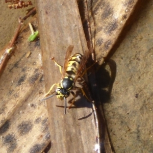 Vespula germanica at Paddys River, ACT - 11 May 2019