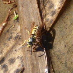 Vespula germanica (European wasp) at Paddys River, ACT - 11 May 2019 by Christine