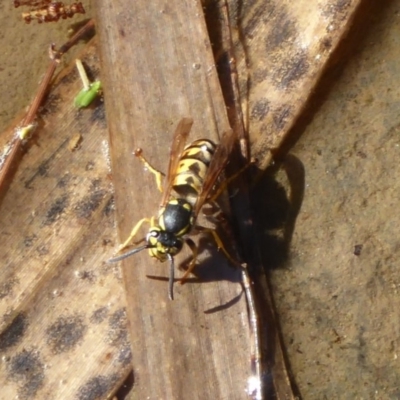 Vespula germanica (European wasp) at Paddys River, ACT - 11 May 2019 by Christine