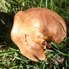 Lactarius s.l. at Cotter Reserve - 11 May 2019 by Christine