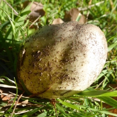 Unidentified at Cotter Reserve - 11 May 2019 by Christine