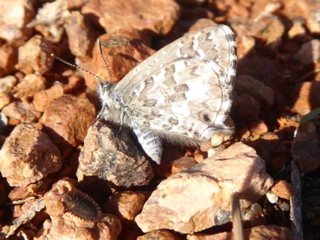 Theclinesthes serpentata at Fyshwick, ACT - 11 May 2019