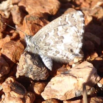 Theclinesthes serpentata (Saltbush Blue) at Fyshwick, ACT - 11 May 2019 by Christine