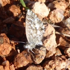 Theclinesthes serpentata at Fyshwick, ACT - 11 May 2019