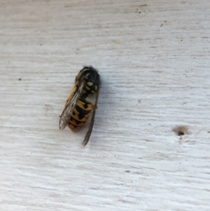 Vespula germanica at Tarraganda, NSW - 11 May 2019