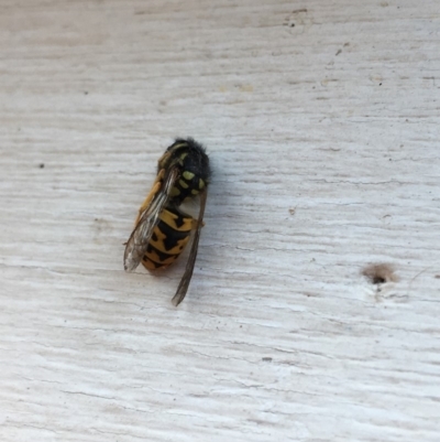 Vespula germanica (European Wasp, German Yellowjacket Wasp) at Tarraganda, NSW - 11 May 2019 by Tara
