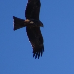 Milvus migrans (Black Kite) at Jerrabomberra, ACT - 11 May 2019 by roymcd
