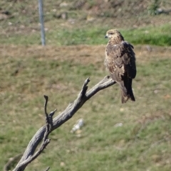 Milvus migrans at Jerrabomberra, ACT - 11 May 2019 01:58 PM