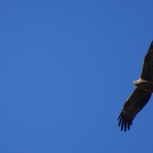 Milvus migrans at Jerrabomberra, ACT - 11 May 2019 01:58 PM