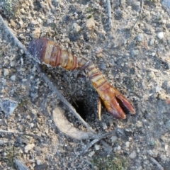 Hepialidae (family) (Unidentified Swift or Ghost Moth) at Tuggeranong Hill - 11 May 2019 by Owen