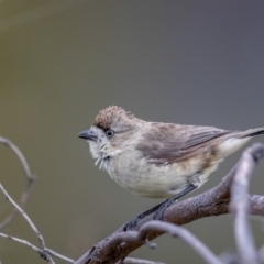 Aphelocephala leucopsis (Southern Whiteface) at Paddys River, ACT - 5 Mar 2018 by TyrieStarrs