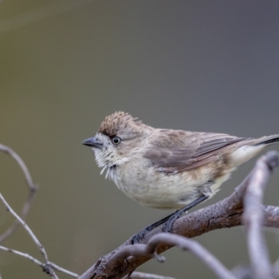 Aphelocephala leucopsis (Southern Whiteface) at Paddys River, ACT - 5 Mar 2018 by TyrieStarrs