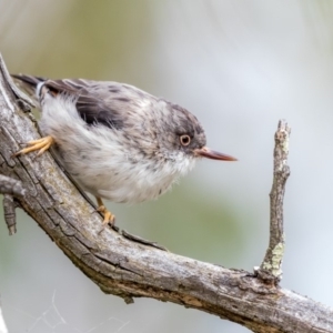 Daphoenositta chrysoptera at Paddys River, ACT - 5 Mar 2018