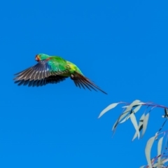 Lathamus discolor (Swift Parrot) at Watson, ACT - 30 Sep 2018 by TyrieStarrs