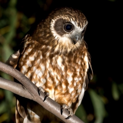 Ninox boobook (Southern Boobook) at Amaroo, ACT - 13 Oct 2018 by TyrieStarrs