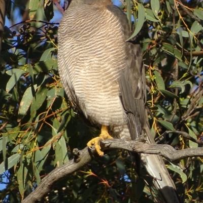 Tachyspiza fasciata (Brown Goshawk) at Symonston, ACT - 11 May 2019 by roymcd