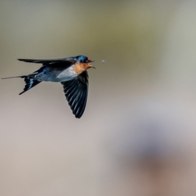 Hirundo neoxena (Welcome Swallow) at Jerrabomberra Wetlands - 29 Sep 2018 by TyrieStarrs