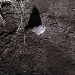 Aegotheles cristatus (Australian Owlet-nightjar) at Towamba, NSW - 9 May 2019 by stephskelton80