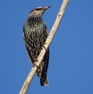 Sturnus vulgaris at Red Hill, ACT - 11 May 2019