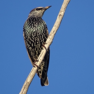 Sturnus vulgaris (Common Starling) at Red Hill Nature Reserve - 11 May 2019 by roymcd