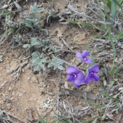 Swainsona sericea (Silky Swainson-Pea) at Theodore, ACT - 24 Oct 2018 by owenh