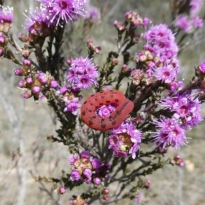 Capusa cuculloides at Theodore, ACT - 24 Oct 2018