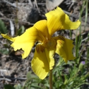 Goodenia pinnatifida at Theodore, ACT - 24 Oct 2018