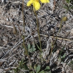 Goodenia pinnatifida at Theodore, ACT - 24 Oct 2018