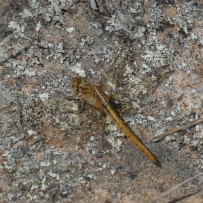 Diplacodes haematodes (Scarlet Percher) at Theodore, ACT - 23 Oct 2018 by Owen