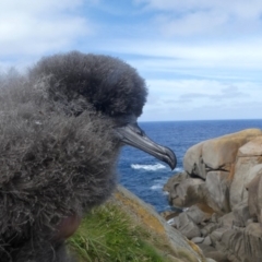 Ardenna pacifica (Wedge-tailed Shearwater) at Narooma, NSW - 24 Mar 2019 by HarveyPerkins