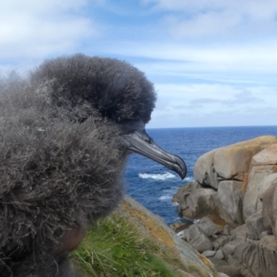 Ardenna pacifica (Wedge-tailed Shearwater) at Barunguba (Montague) Island - 24 Mar 2019 by HarveyPerkins