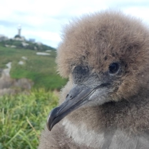 Ardenna tenuirostris at Narooma, NSW - 22 Mar 2019