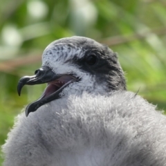 Pterodroma leucoptera leucoptera (Gould's Petrel) at Narooma, NSW - 24 Mar 2019 by HarveyPerkins