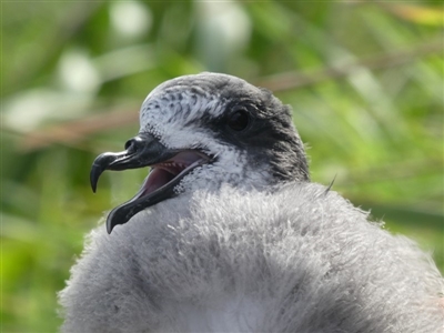 Pterodroma leucoptera leucoptera (Gould's Petrel) at Narooma, NSW - 24 Mar 2019 by HarveyPerkins