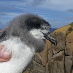 Pterodroma leucoptera leucoptera at suppressed - suppressed