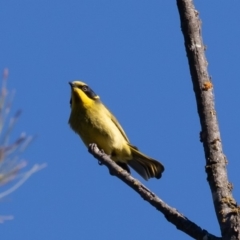 Lichenostomus melanops (Yellow-tufted Honeyeater) at Stony Creek - 11 May 2019 by rawshorty