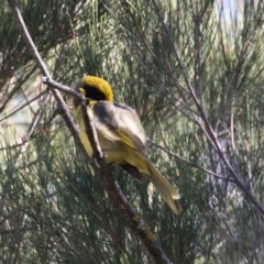 Lichenostomus melanops at Stromlo, ACT - 11 May 2019