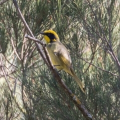 Lichenostomus melanops at Stromlo, ACT - 11 May 2019