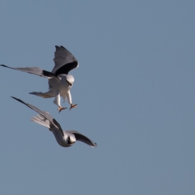 Elanus axillaris (Black-shouldered Kite) at Fyshwick, ACT - 11 May 2019 by rawshorty