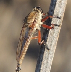 Colepia ingloria (A robber fly) at Point Hut to Tharwa - 27 Mar 2019 by michaelb
