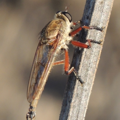 Colepia ingloria (A robber fly) at Paddys River, ACT - 27 Mar 2019 by michaelb