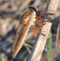 Colepia ingloria at Paddys River, ACT - 27 Mar 2019