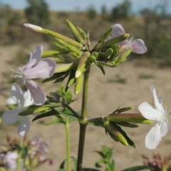 Saponaria officinalis (Soapwort, Bouncing Bet) at Paddys River, ACT - 12 Mar 2019 by MichaelBedingfield