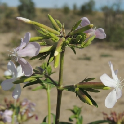Saponaria officinalis (Soapwort, Bouncing Bet) at Paddys River, ACT - 12 Mar 2019 by MichaelBedingfield