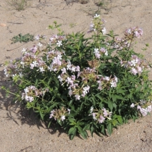 Saponaria officinalis at Paddys River, ACT - 12 Mar 2019